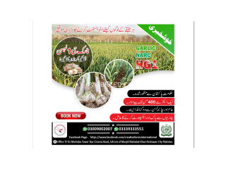 Garlic HG1 Garlic Pakistan Lehson G1 Lahson NARC For Sale And Buy