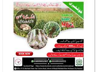 garlic-hg1-garlic-pakistan-lehson-g1-lahson-narc-for-sale-and-buy