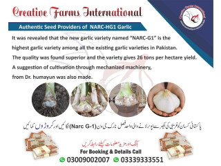 Garlic HG1 Garlic Pakistan Lehson G1 Lahson NARC For Sale and buy price
