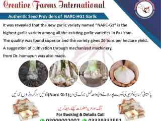 garlic-hg1-garlic-pakistan-lehson-g1-lahson-narc-for-sale-and-buy-price