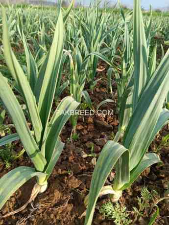 garlic-hg1-garlic-pakistan-lehson-g1-lahson-narc-for-sale-and-buy-price-big-2