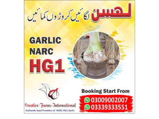 Hg1 Garlic G1 Garlic Pakistan Lehson G1 Lahson NARC For Sell And Buy