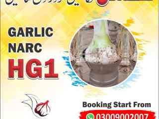 hg1-garlic-g1-garlic-pakistan-lehson-g1-lahson-narc-for-sell-and-buy