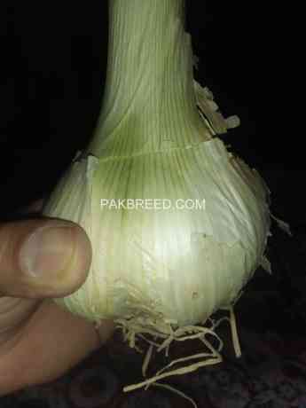 hg1-garlic-g1-garlic-pakistan-lehson-g1-lahson-narc-for-sell-and-buy-big-2