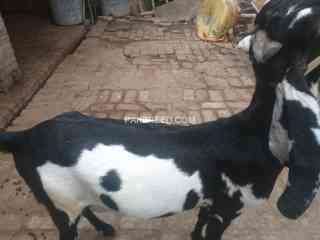 pregnant-goat