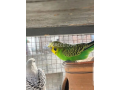 australian-budgies-pair-small-3