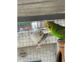 australian-budgies-pair-small-1