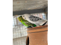 australian-budgies-pair-small-0