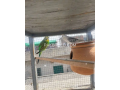 australian-budgies-pair-small-2