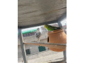 australian-budgies-pair-small-4