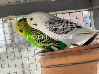 australian-budgies-pair