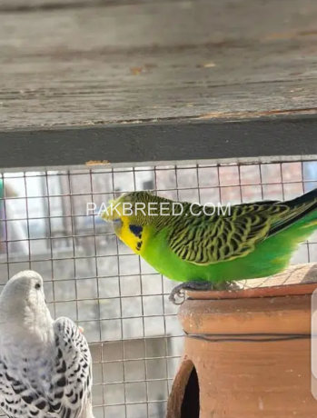 australian-budgies-pair-big-3