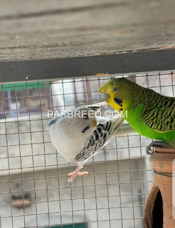 australian-budgies-pair-big-1