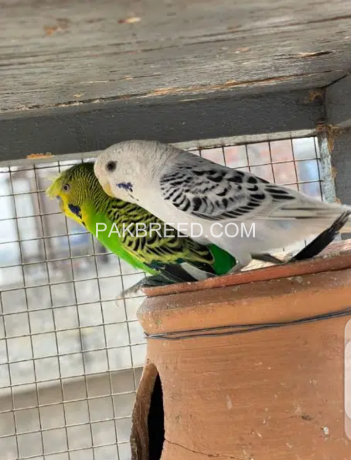 australian-budgies-pair-big-0