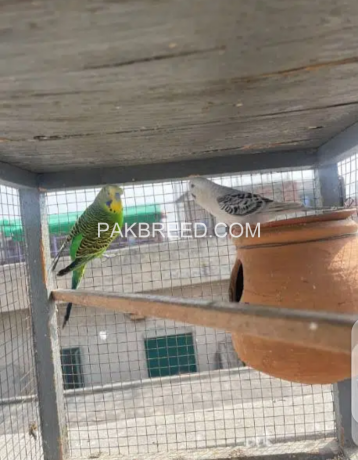 australian-budgies-pair-big-2