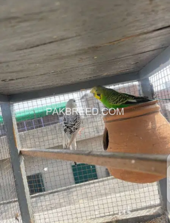 australian-budgies-pair-big-4