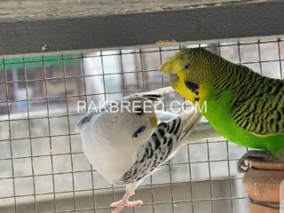 australian-budgies-pair