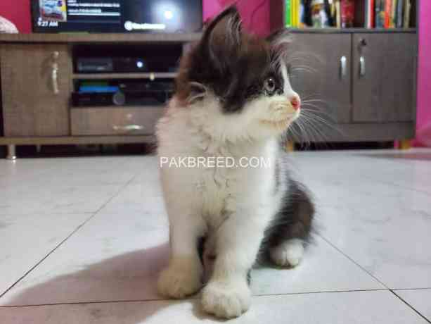 persian-kitten-big-2