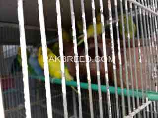 australian-parrots-for-sale-450-per-pair