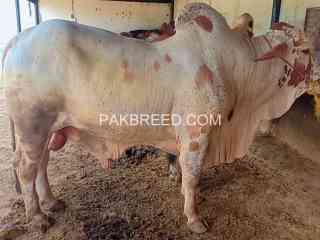 qurbani-bulls-for-sale