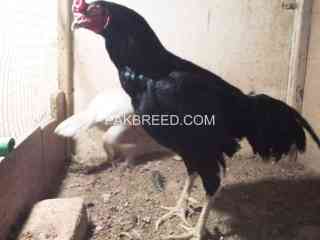 aseel-murgha-for-urgent-sale