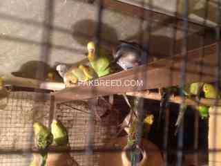 budgies-parrots