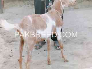 desi-teddy-bakra-2-dant-donda