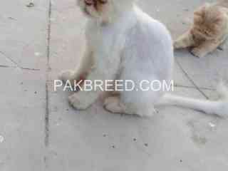 persian-female-cat-for-sale