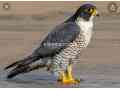 peregrine-falcon-and-red-napster-saheen-small-0