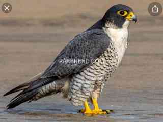 peregrine-falcon-and-red-napster-saheen