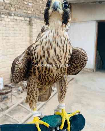 peregrine-falcon-and-red-napster-saheen-big-1