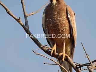 white-eyed-buzzard