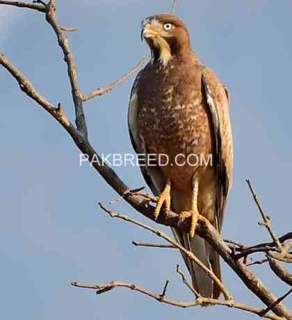 white-eyed-buzzard-big-0