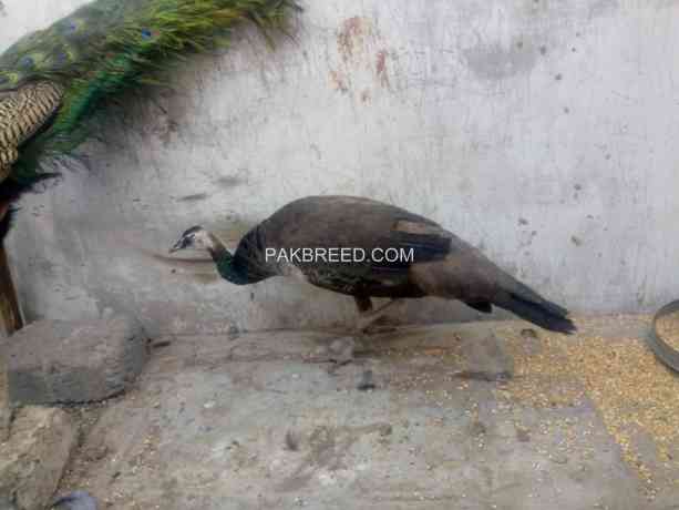 indian-blue-shoulder-peacock-adult-pair-big-1