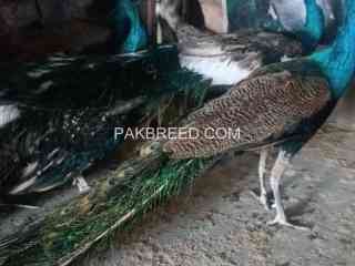 peacocks-chicks-available-cargo-available-all-ov-pak