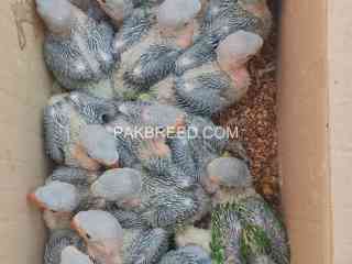 ra-malw-pathy-chicks-available-grey-parrots