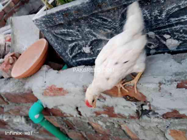 golden-misri-hen-chicks-for-sale-active-healthy-and-vaccinated-big-0