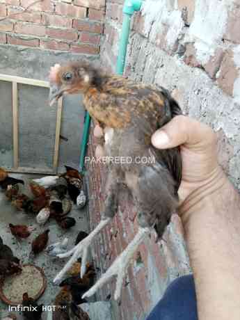 golden-misri-hen-chicks-for-sale-active-healthy-and-vaccinated-big-3