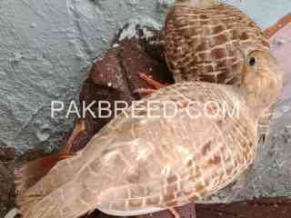 irani-teetar-breeder-pair