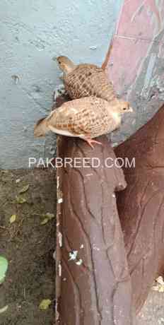 irani-teetar-breeder-pair-big-1