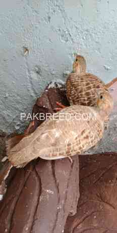 irani-teetar-breeder-pair-big-0