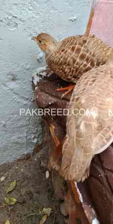 irani-teetar-breeder-pair-big-2