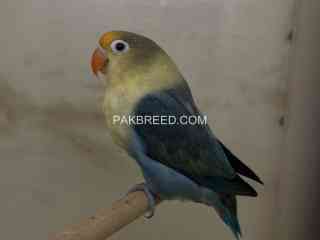 parblue-fisheri-breeder-male-with-dna