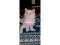 persian-cat-small-3