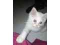 persian-cat-small-4