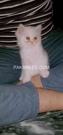 persian-cat-big-2