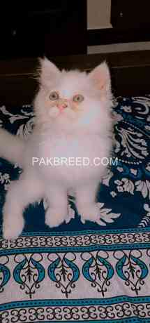 persian-cat-big-3