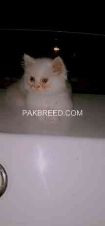 persian-cat-big-1