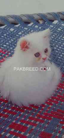 persian-cat-big-0