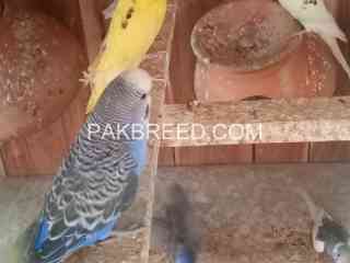 australian-parrots-for-sale